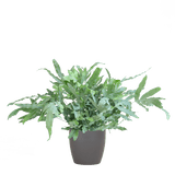 Livraison plante Phlebodium Aureum 'Blue Star' et son pot