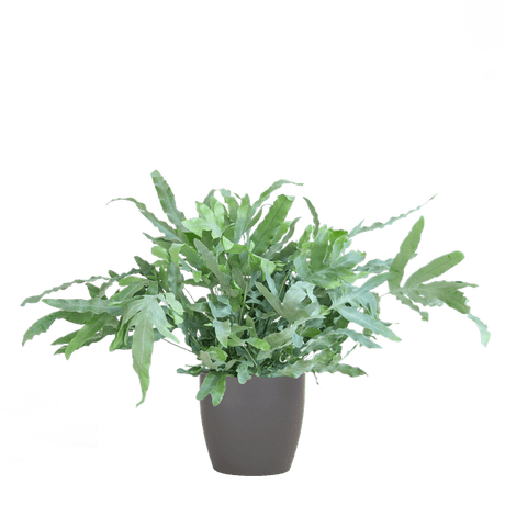 Livraison plante Phlebodium Aureum 'Blue Star' et son pot