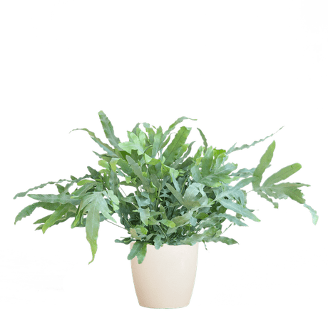 Livraison plante Phlebodium Aureum 'Blue Star' et son pot