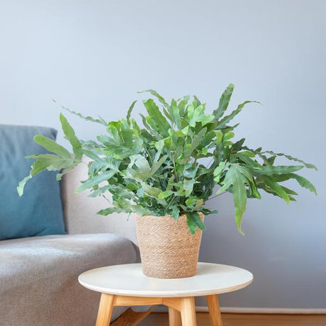 Livraison plante Phlebodium Aureum 'Blue Star' et son pot