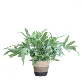 Livraison plante Phlebodium Aureum 'Blue Star' et son pot