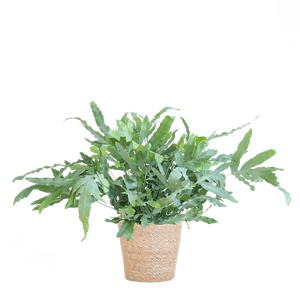 Livraison plante Phlebodium Aureum 'Blue Star' et son pot