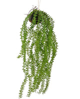 Livraison plante Phlegmariurus - plante artificielle tombante