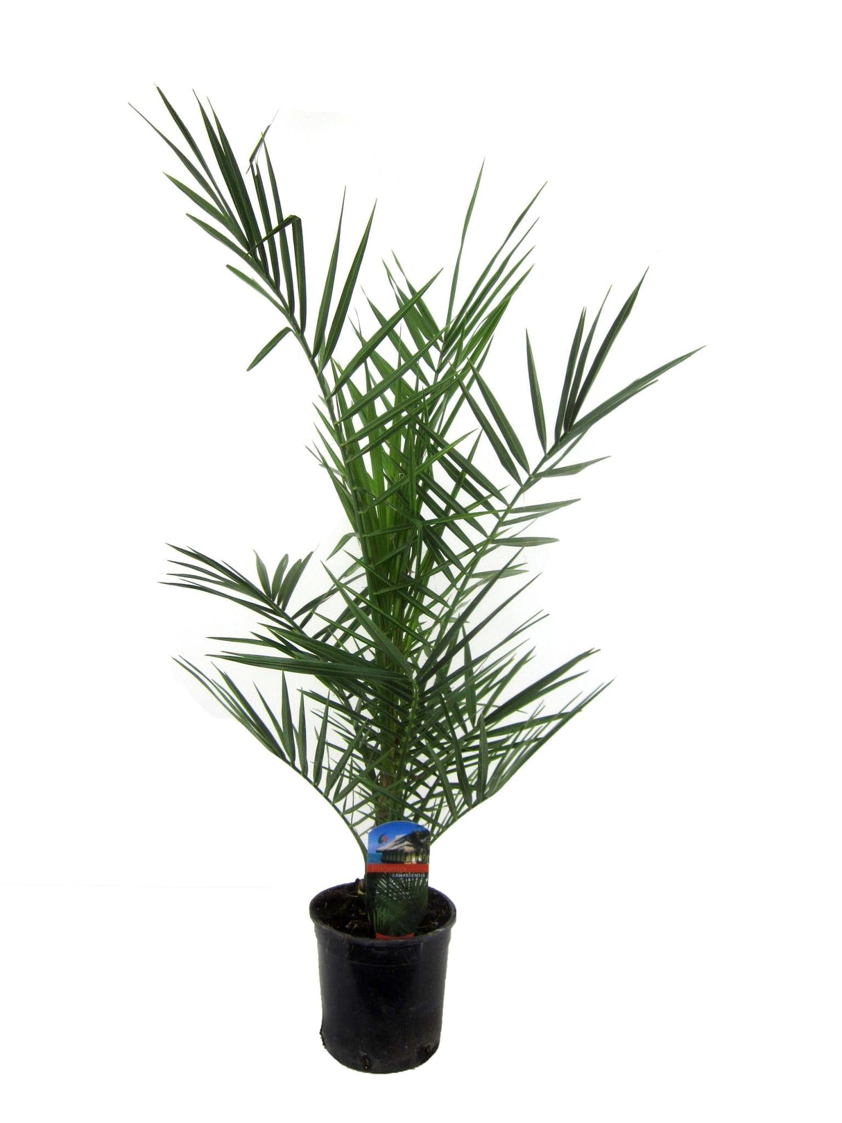 Livraison plante Phoenix Canariensis - 90 cm - Ø15cm