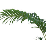 Livraison plante Phoenix - Palmier artificiel