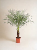 Livraison plante Phoenix Roebelenii - 150 cm - ø27