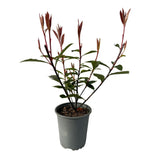Livraison plante Photinia fraseri Carre Rouge – Lot de 8 – Hauteur 30 - 35 cm