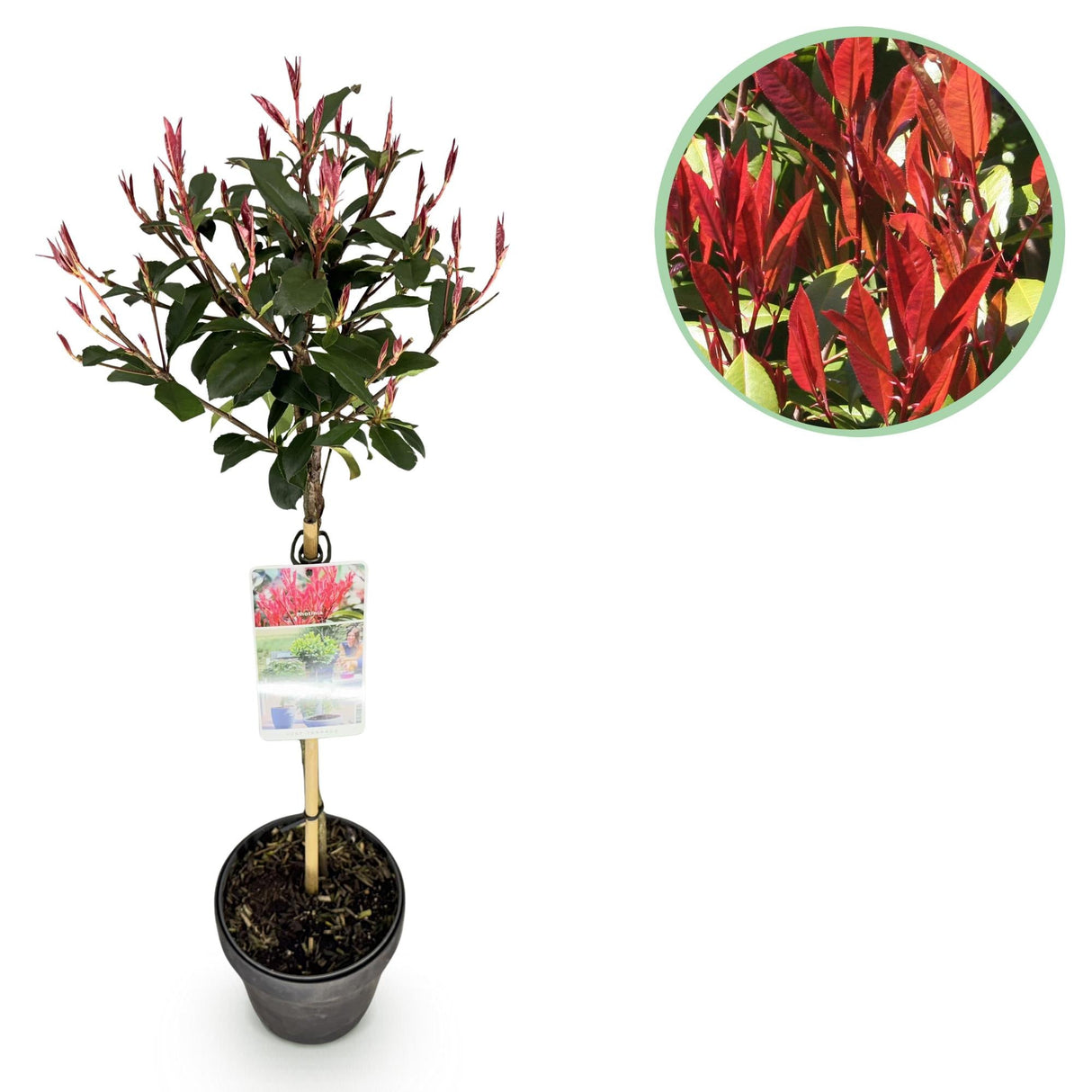 Livraison plante Photinia fraseri Carre Rouge – Pot 19 cm – Hauteur 90 cm