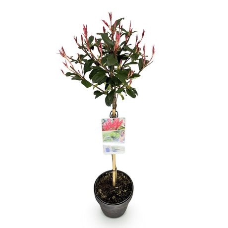 Livraison plante Photinia fraseri Carre Rouge – Pot 19 cm – Hauteur 90 cm