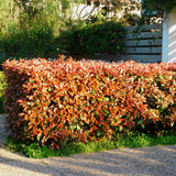 Livraison plante Photinia Little Red Robin – Lot de 8 – Hauteur 30 cm
