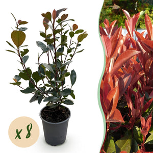 Livraison plante Photinia Little Red Robin – Lot de 8 – Hauteur 30 cm