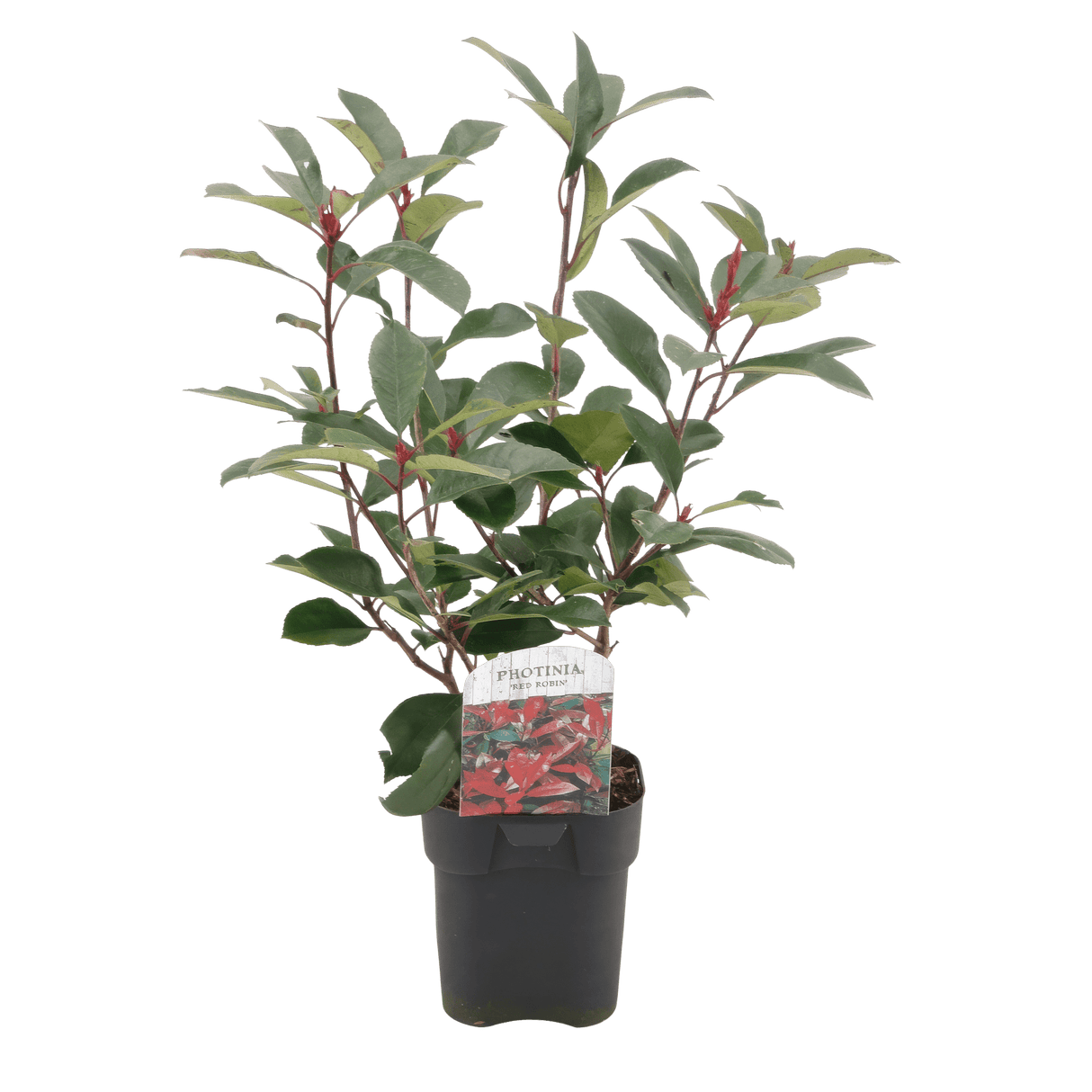 Livraison plante Photinia Red Robin – Lot de 6 – Pot 17 cm – Hauteur 55 cm