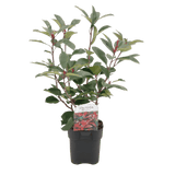 Livraison plante Photinia Red Robin – Lot de 6 – Pot 17 cm – Hauteur 55 cm