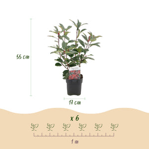 Livraison plante Photinia Red Robin – Lot de 6 – Pot 17 cm – Hauteur 55 cm