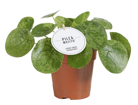 Livraison plante Pilea Mojito