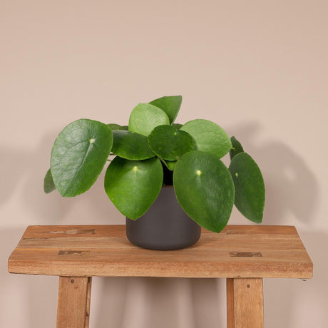 Livraison plante Pilea Peperomiodes h20.0cm