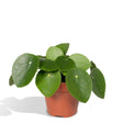 Livraison plante Pilea Peperomiodes h20.0cm