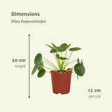 Livraison plante Pilea Peperomiodes - Lot de 2