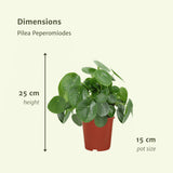 Livraison plante Pilea Peperomiodes - Lot de 2