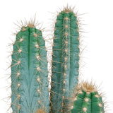 Livraison plante Pilosocereus Azureus - cactus d'intérieur