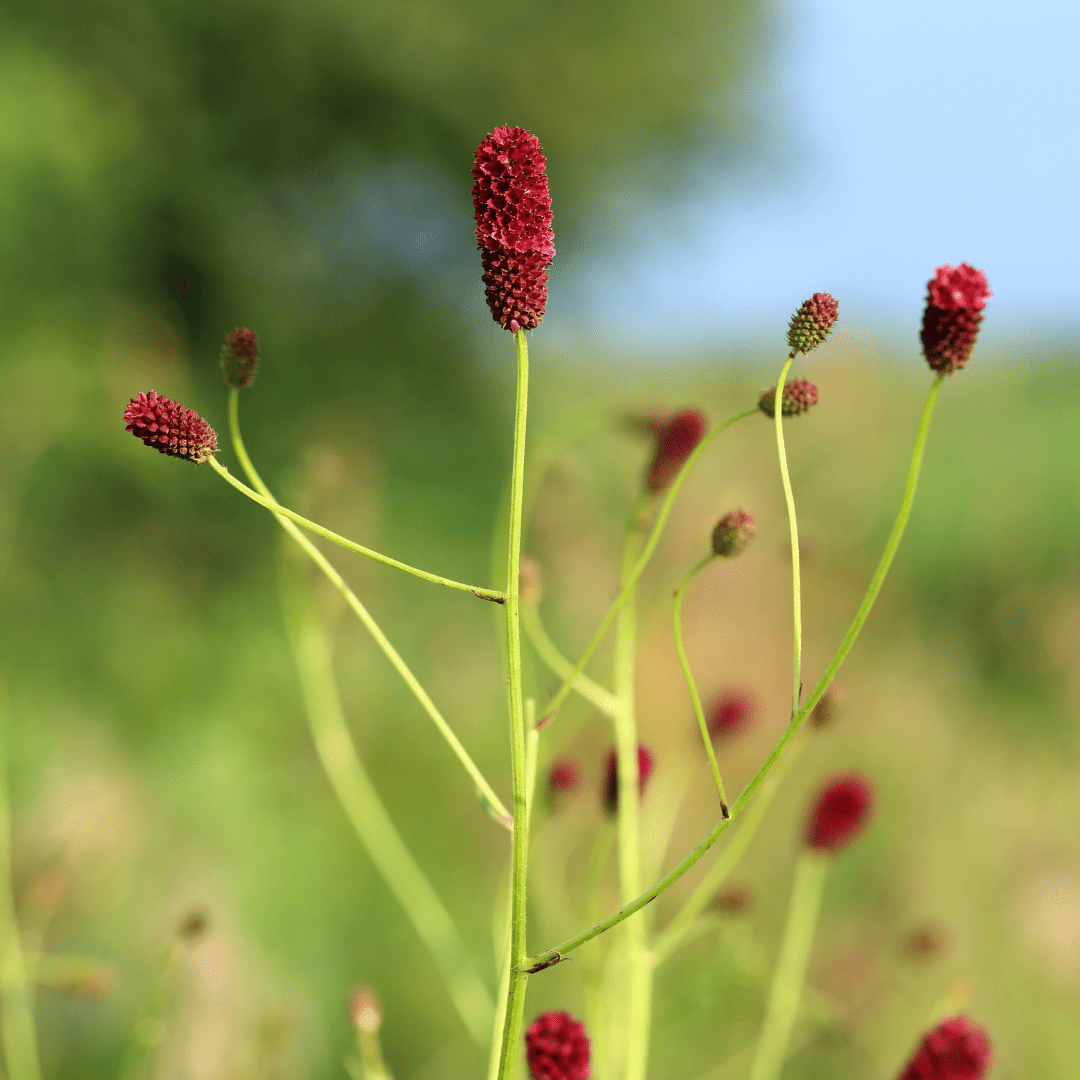 Livraison plante Pimprenelle officinale Tanna