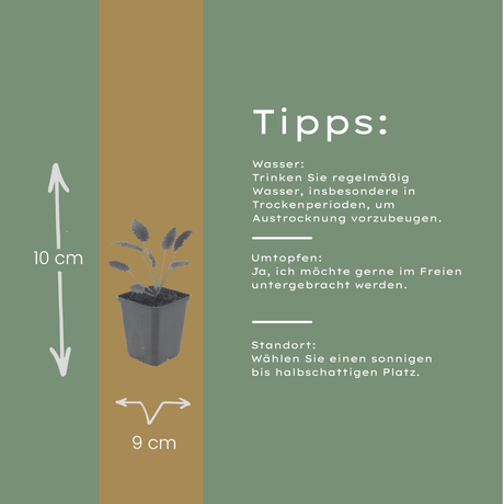 Livraison plante Pimprenelle officinale Tanna