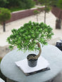 Livraison plante Pin - bonsai artificiel