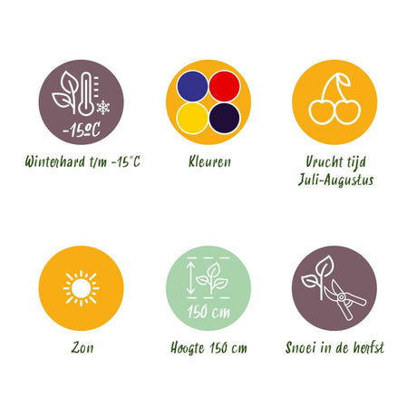 Livraison plante Plantes de baies Rainbow – Lot de 8 – Pot 9 cm