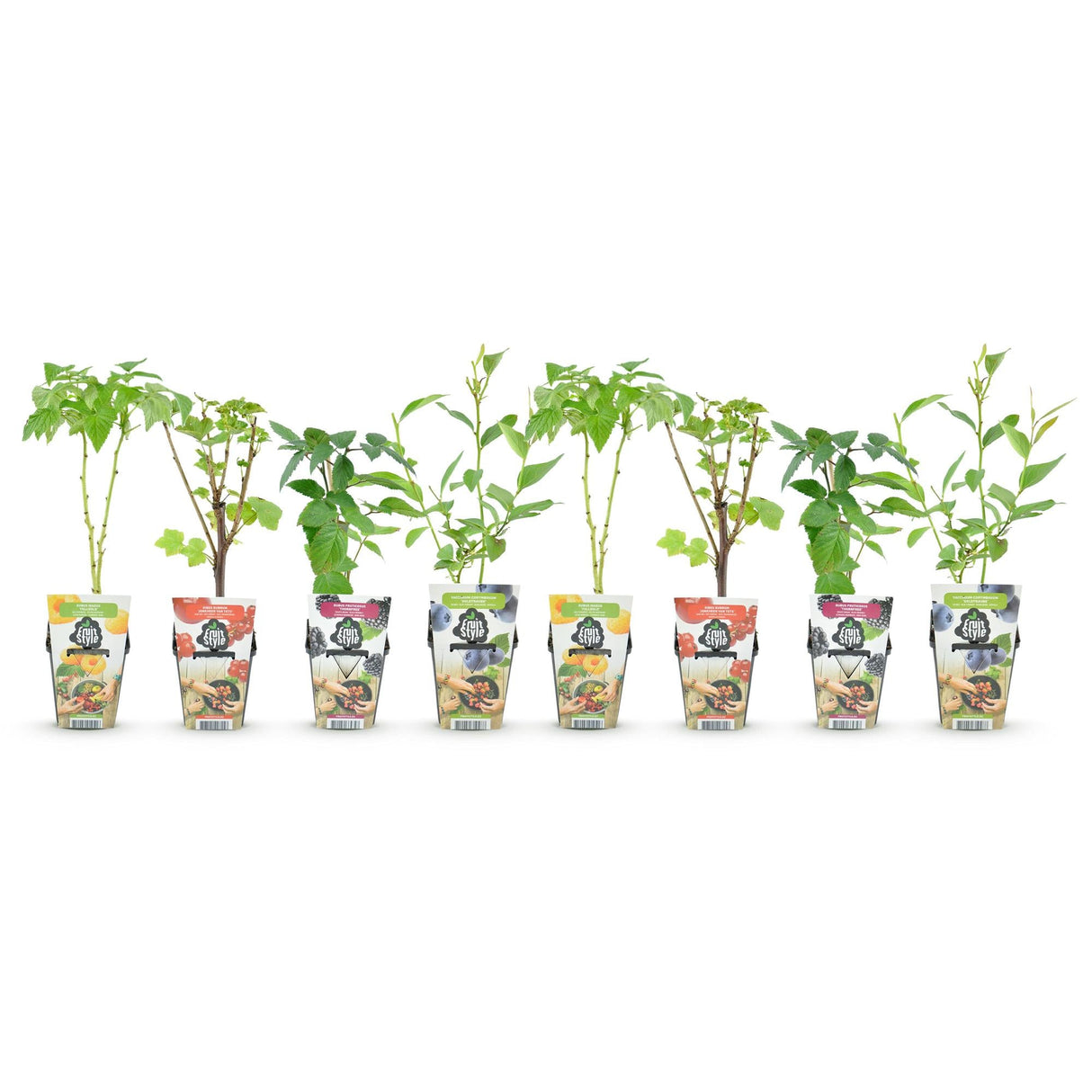 Livraison plante Plantes de baies Rainbow – Lot de 8 – Pot 9 cm