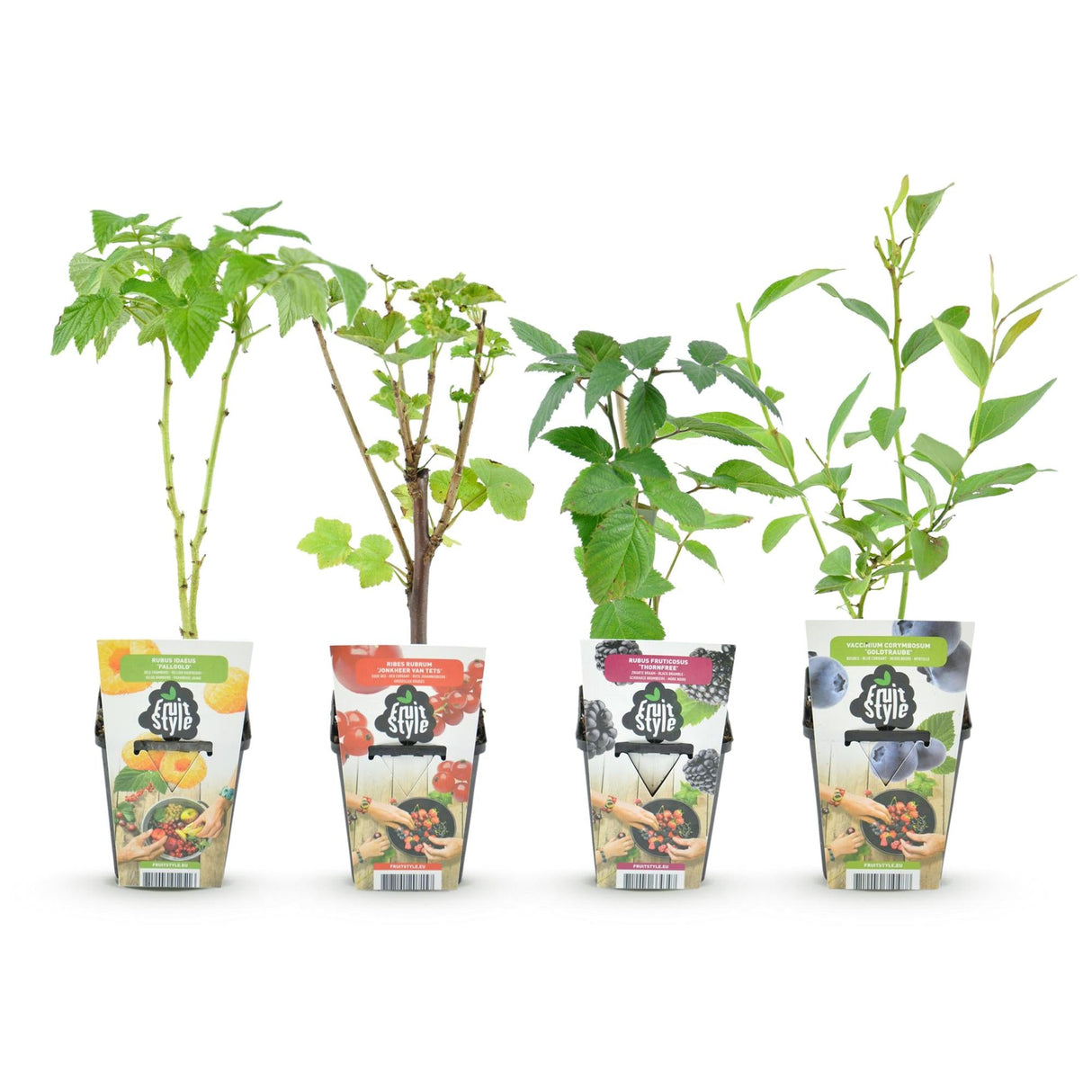 Livraison plante Plantes fruitières Rainbow – Lot de 4 – Pot 9 cm
