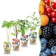Livraison plante Plantes fruitières Rainbow – Lot de 4 – Pot 9 cm