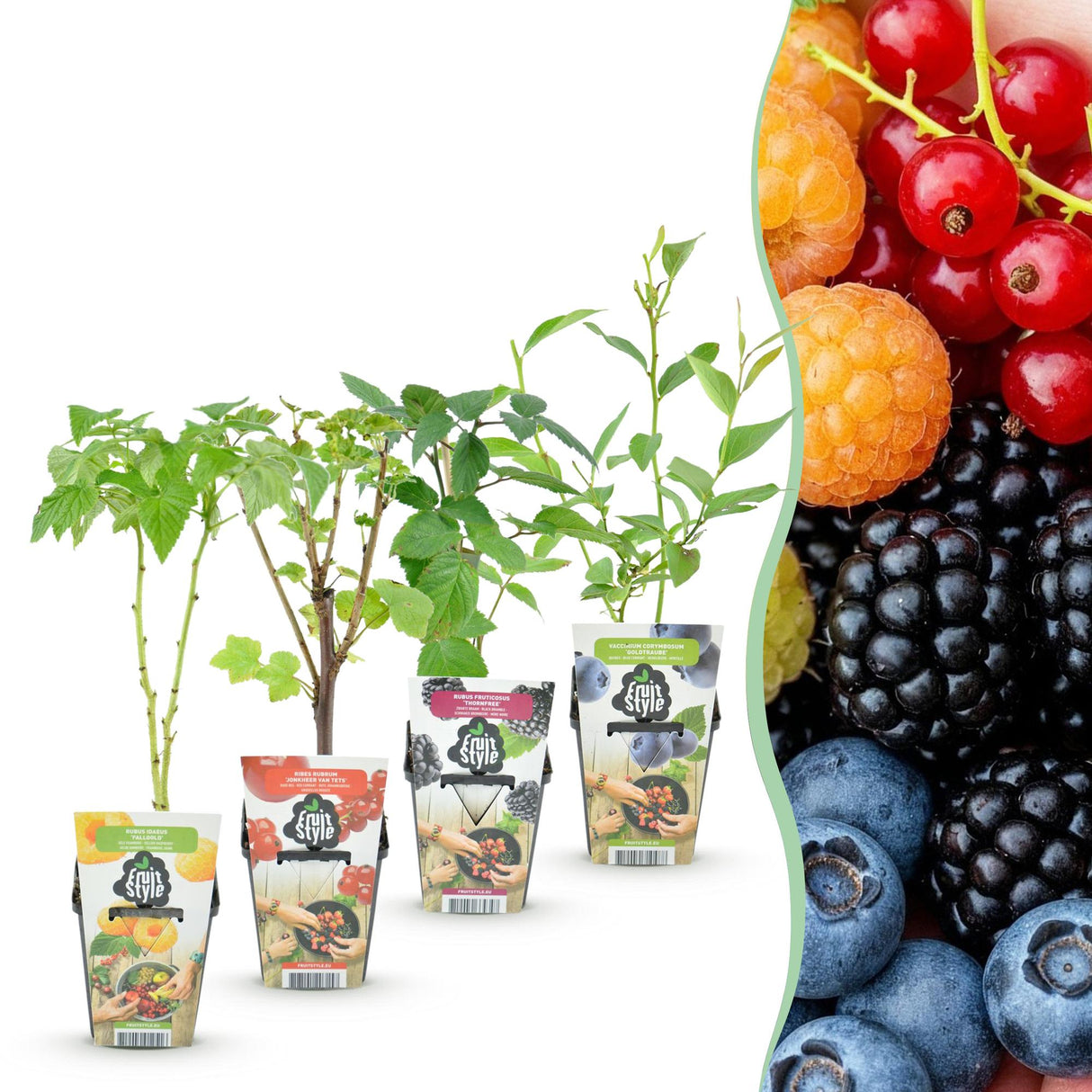 Livraison plante Plantes fruitières Rainbow – Lot de 4 – Pot 9 cm