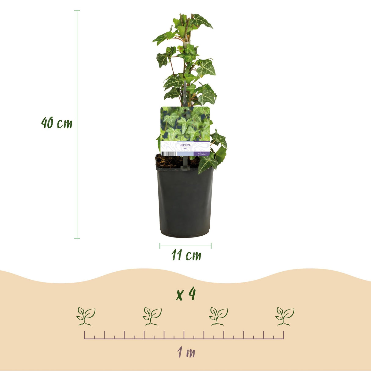 Livraison plante Plantes grimpantes – Lot de 4 – Pot 11 cm – Hauteur 40 cm