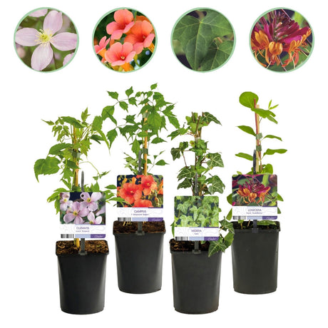 Livraison plante Plantes grimpantes – Lot de 4 – Pot 11 cm – Hauteur 40 cm