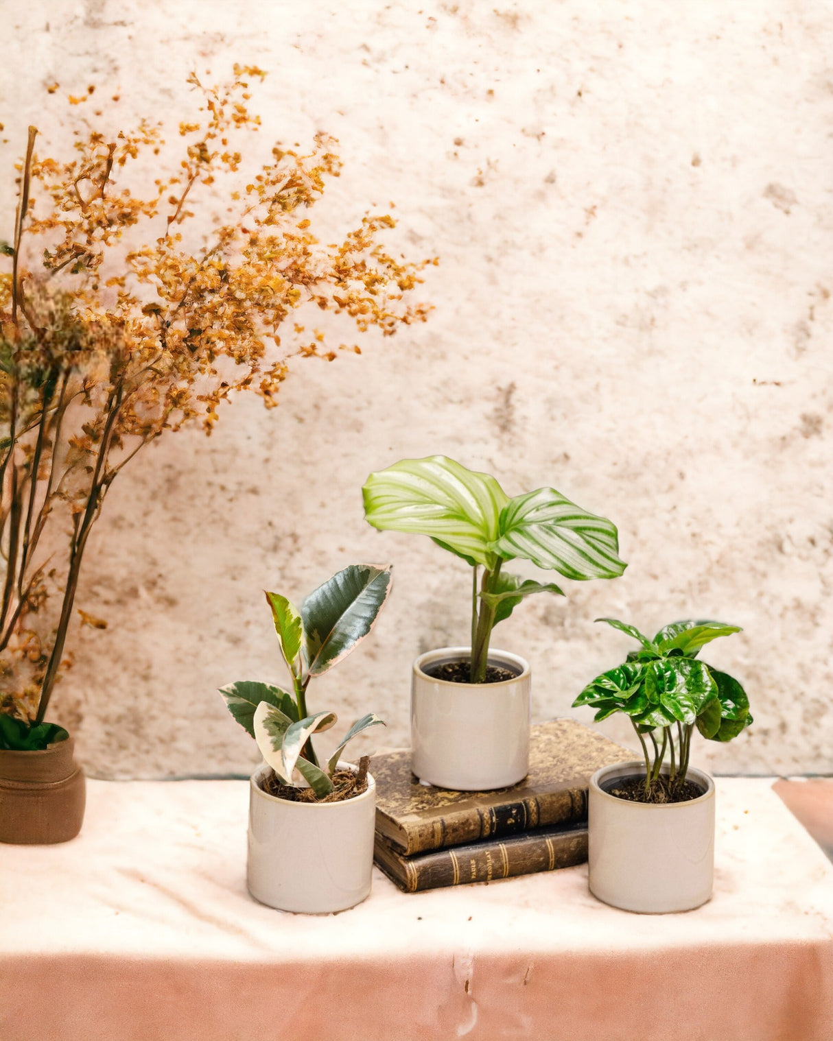 Planty-Bürobox – Trio von Babypflanzen