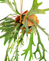Livraison plante Platycerium - plante artificielle tombante