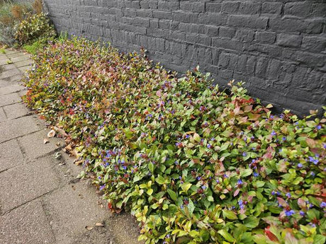 Livraison plante Plumbago de Chine