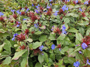 Livraison plante Plumbago de Chine