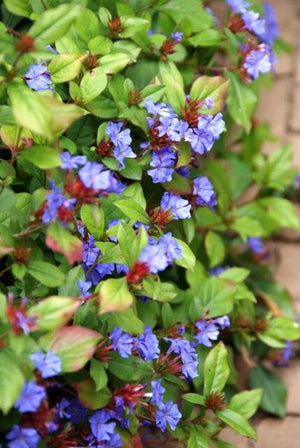 Livraison plante Plumbago de Chine