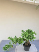 Livraison plante Podocarpus - bonsai sapin artificiel