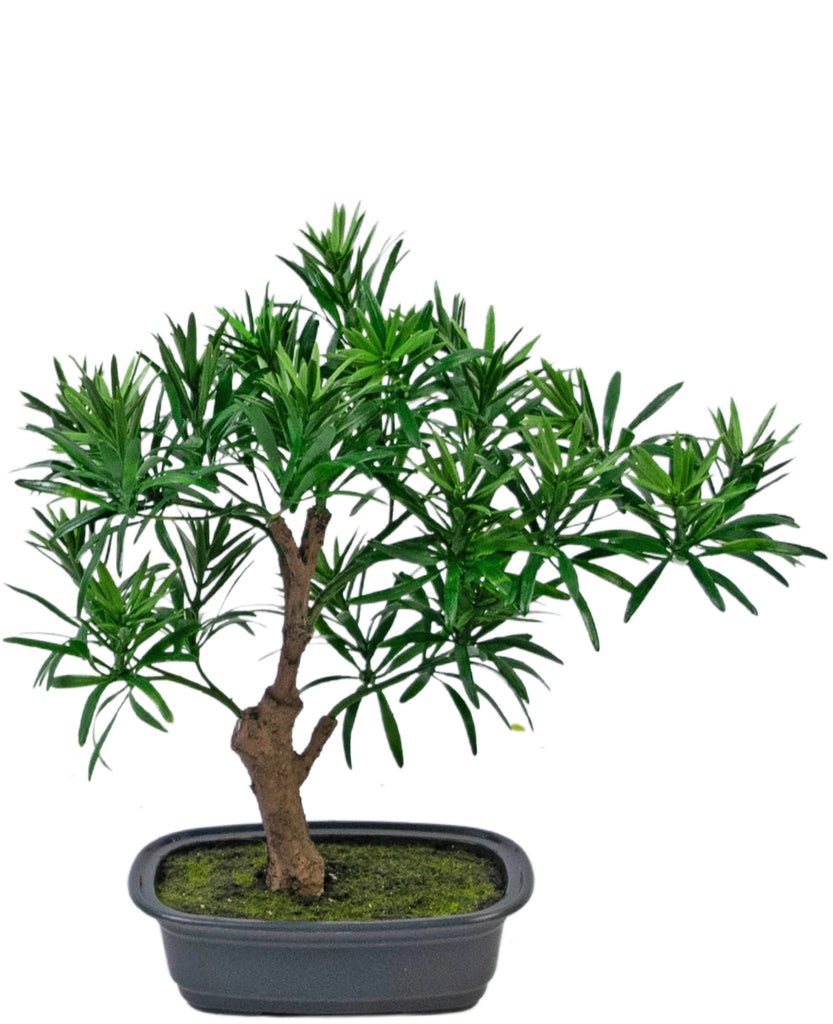 Livraison plante Podocarpus - bonsai sapin artificiel