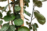 Livraison plante Polysicas Fabian XXL - 160 cm - ⌀30