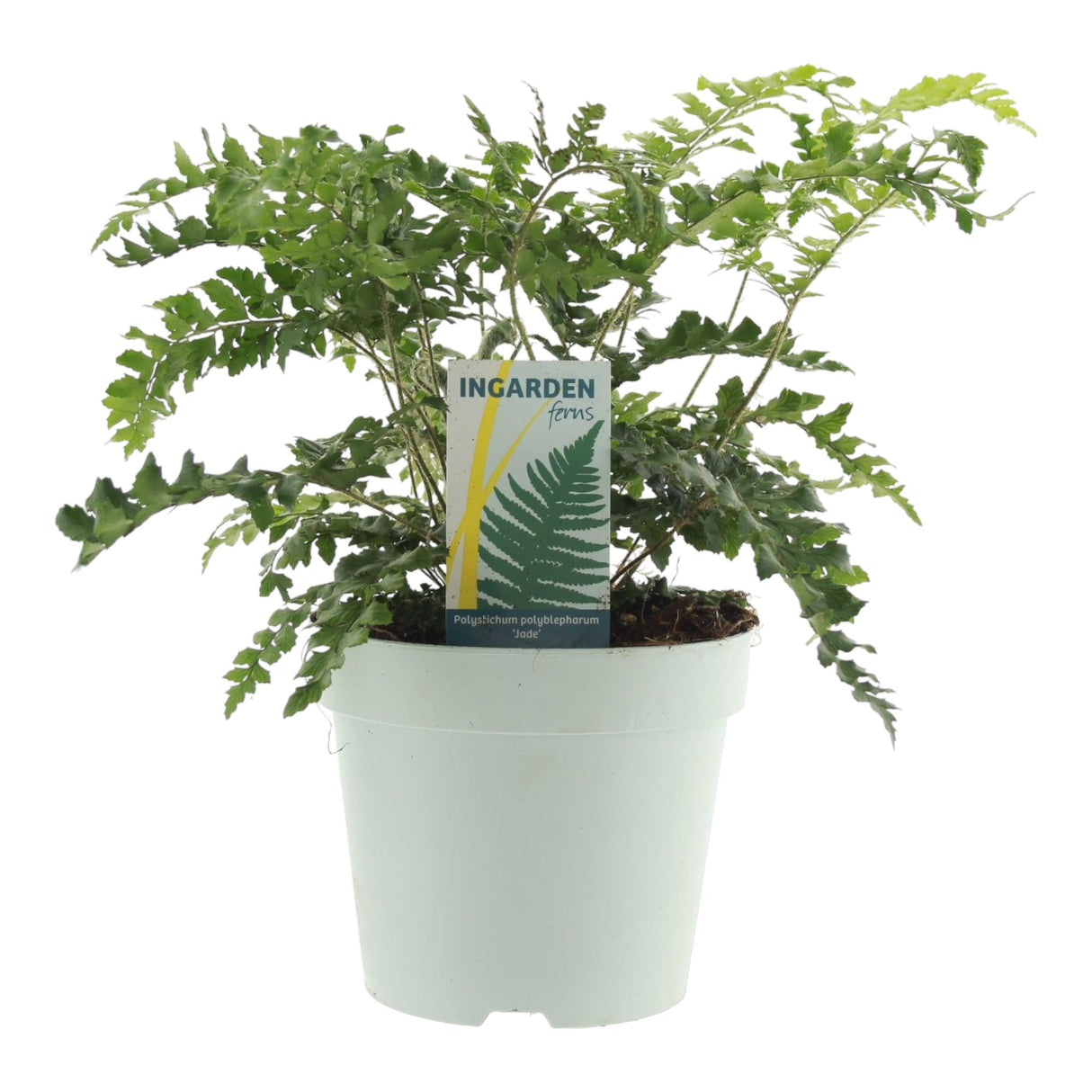 Livraison plante Polystichum Polyblepharum 'Jade'