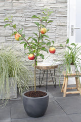 Livraison plante Pommier Malus mix Lot de 2 - ↨100cm - Ø23 - arbre fruitier