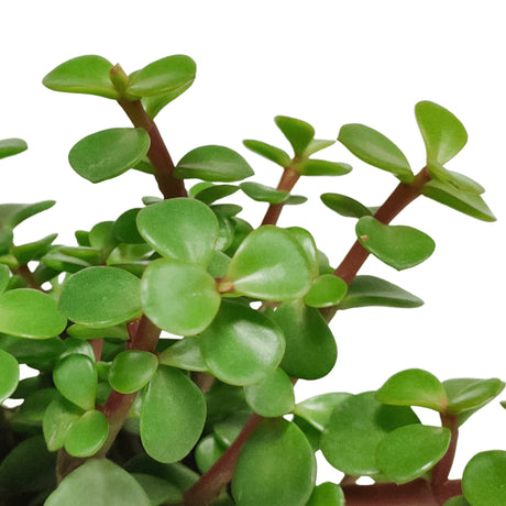 Livraison plante Portulacaria Afra - plante grasse d'intérieur