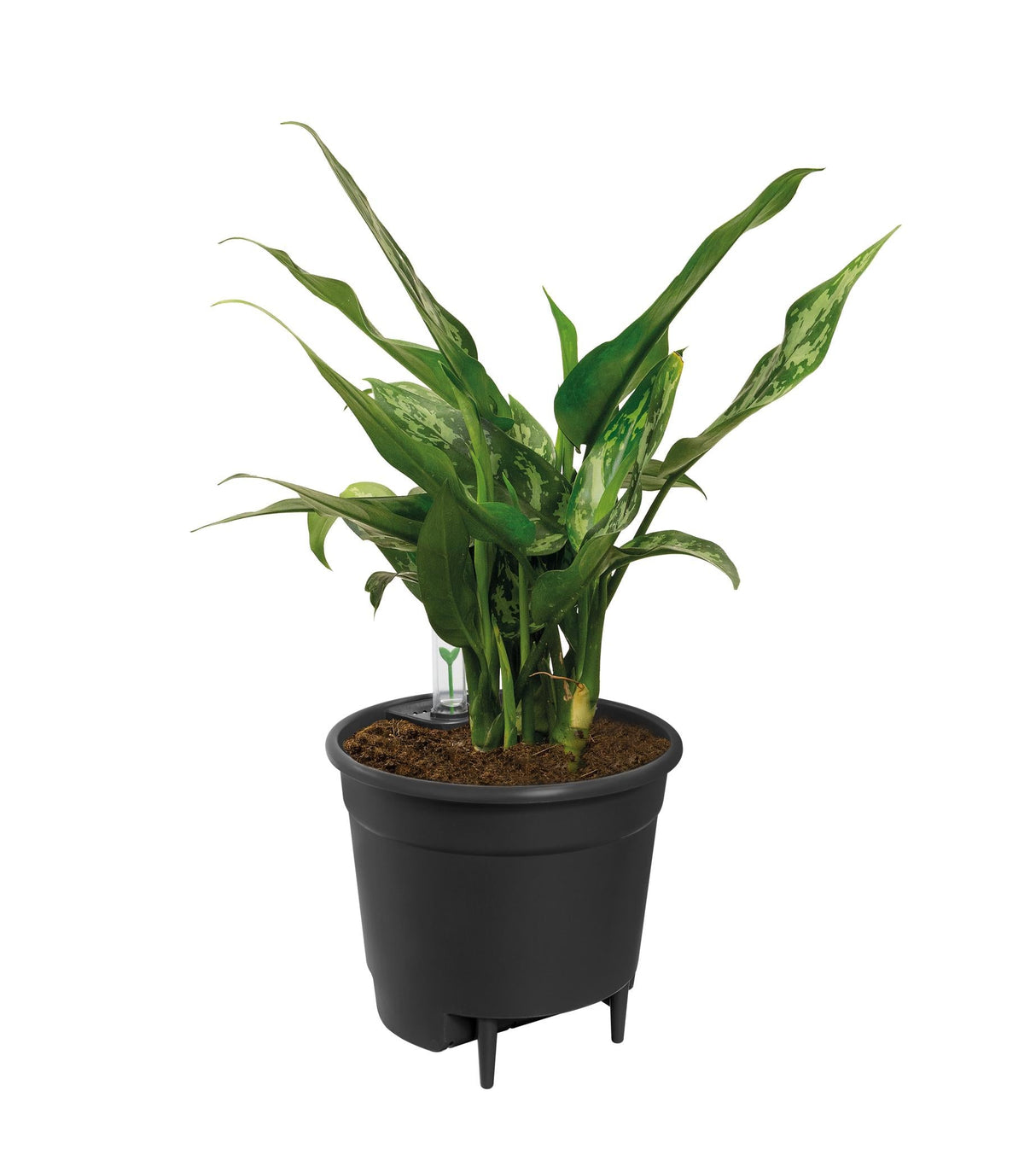 Livraison plante Pot auto - arrosant noir 21 cm