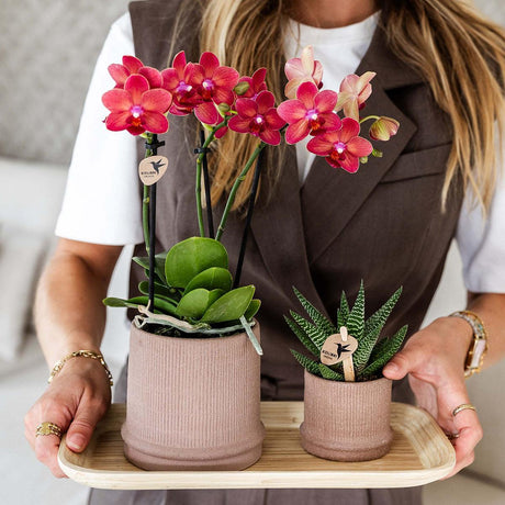 Livraison plante Pot Bali - Sable - Éclectisme Élégant