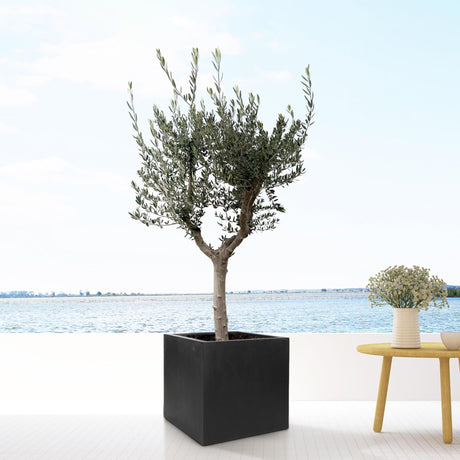 Livraison plante Pot Block Noir 40cm