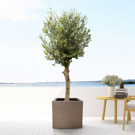 Livraison plante Pot Cube Grigio Bronze 50 cm