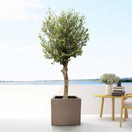 Livraison plante Pot Grigo Cube Bronze 40 cm